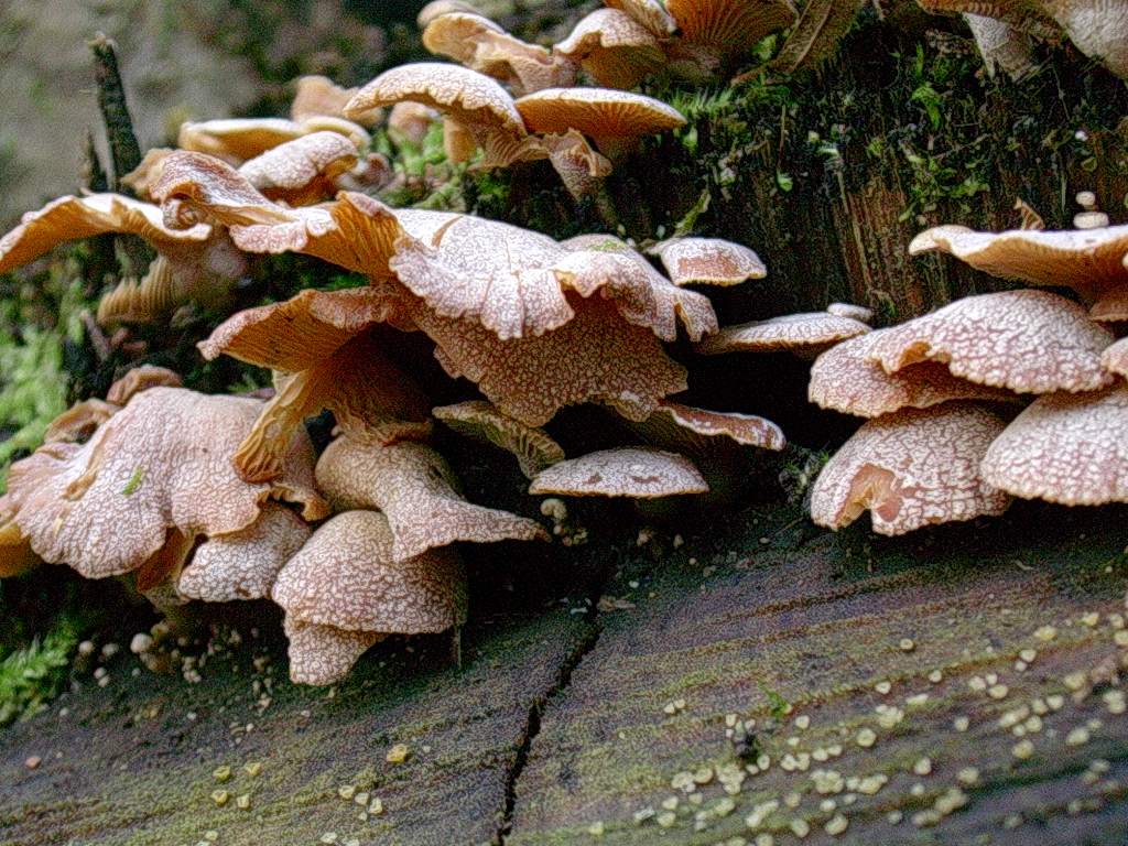 1958 Aprile vecchio ritrovamento